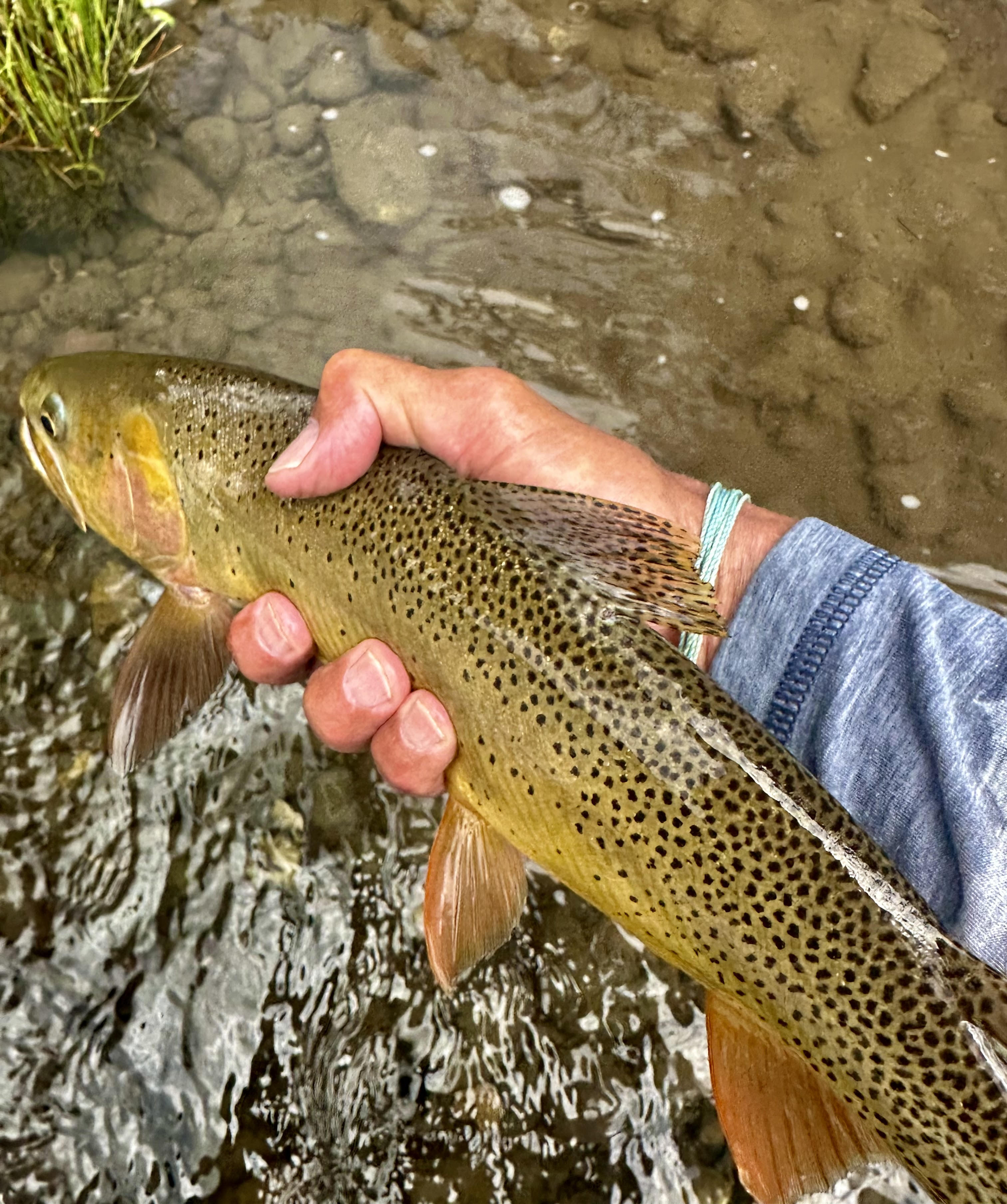 fish 7.30.24